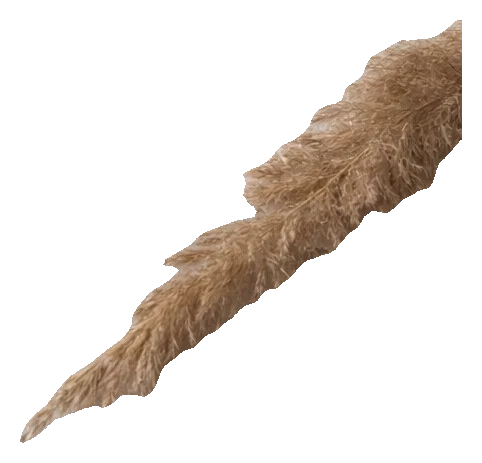Pampas grass